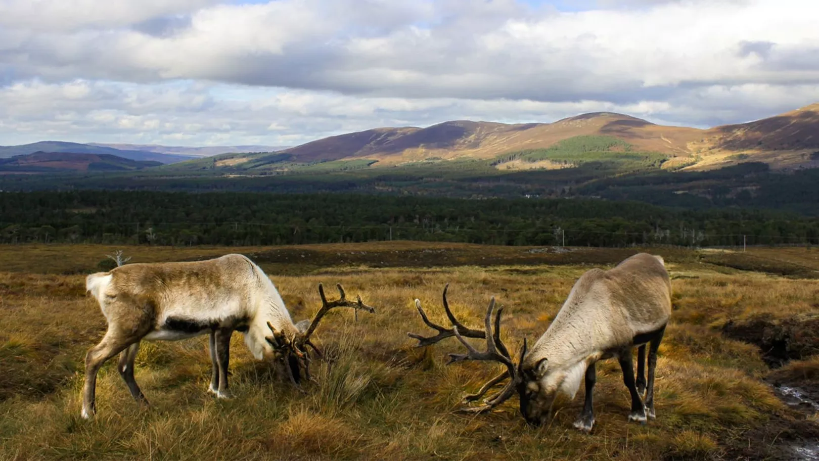Cairngorms National Park