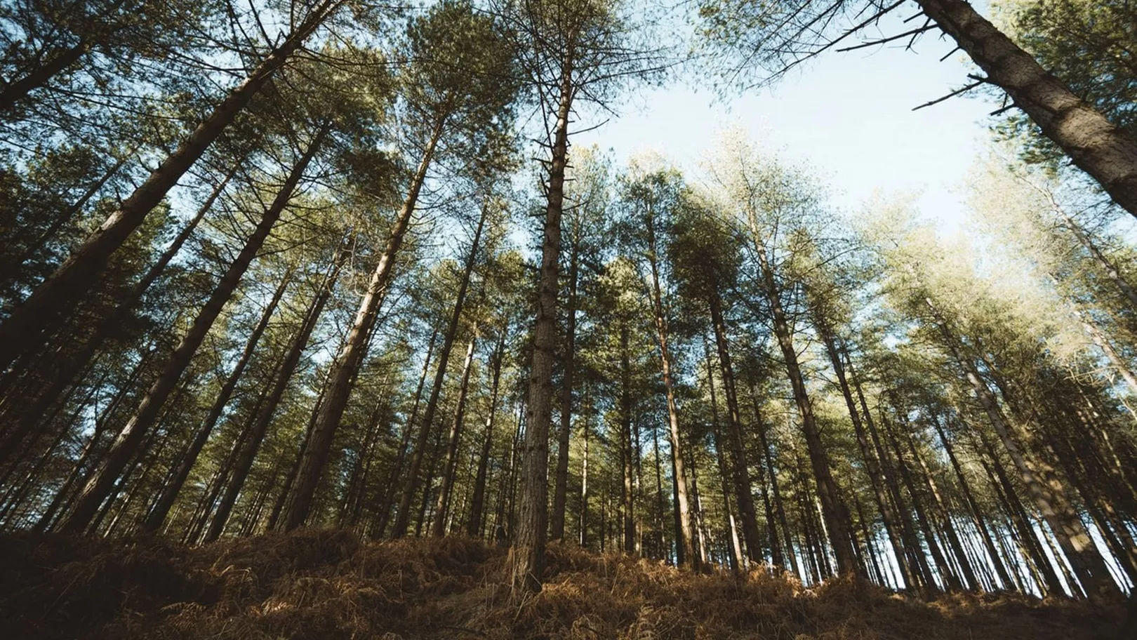 New Forest National Park