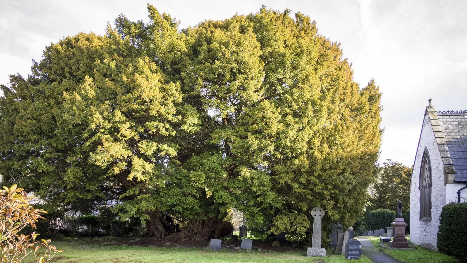 Llangernyw Yew Oldest Tree