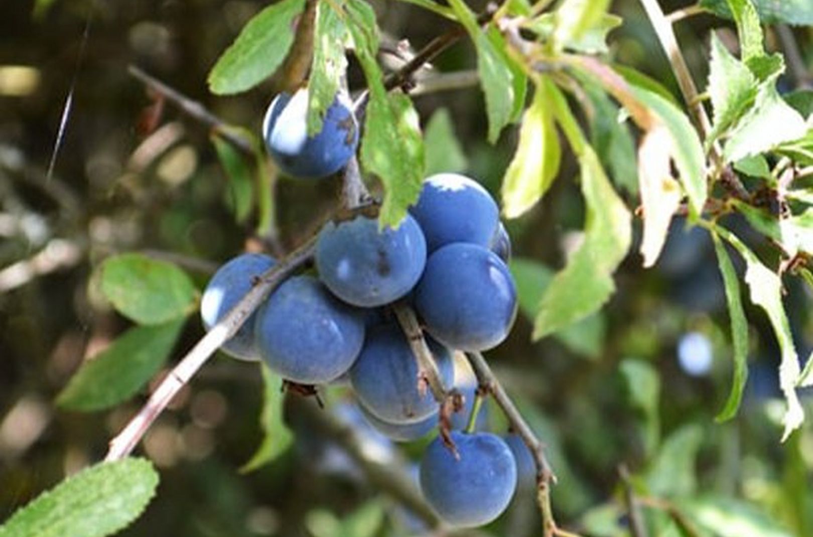 Sloes ripe for picking ready to be used in a sloe gin recipe