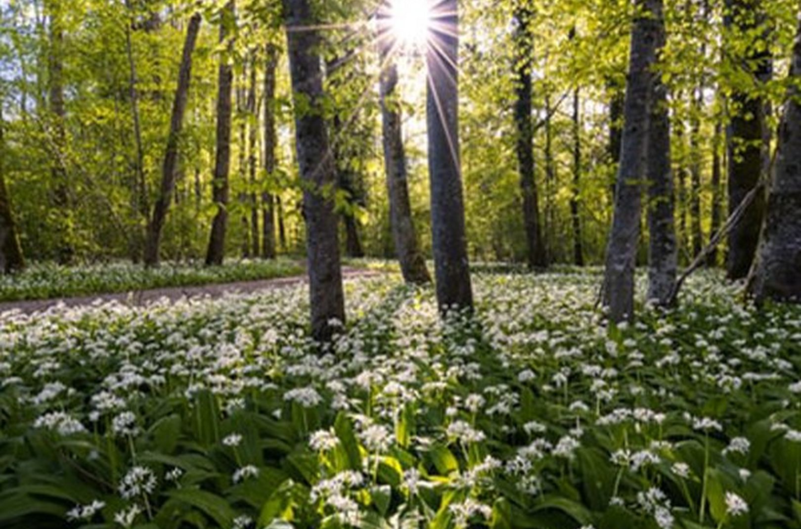 Wild Garlic growing in a woodland in the UK