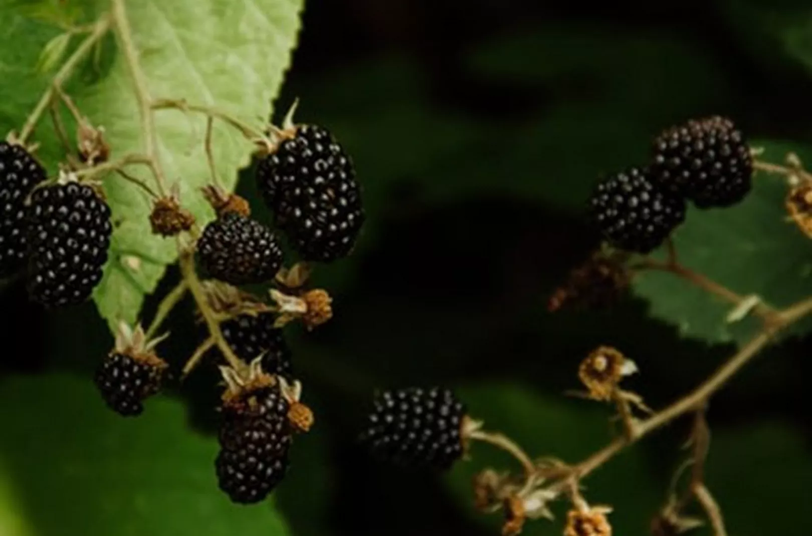 Blackberries on the a hedgerow in the UK