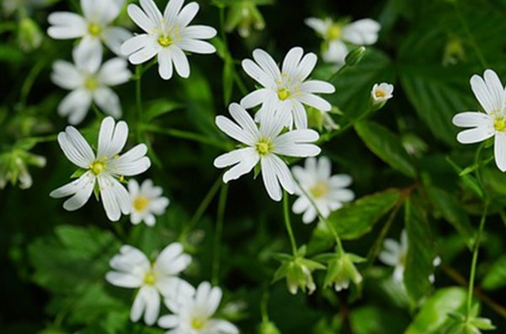 Wild Chickweed growing in  the UK