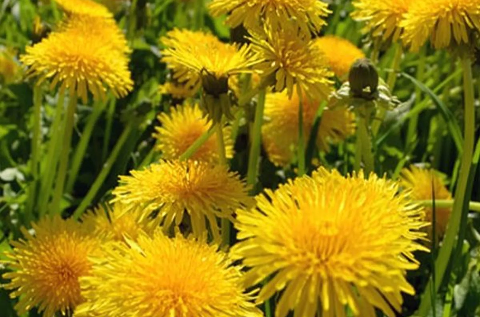 Dandelions growing in a field in the UK