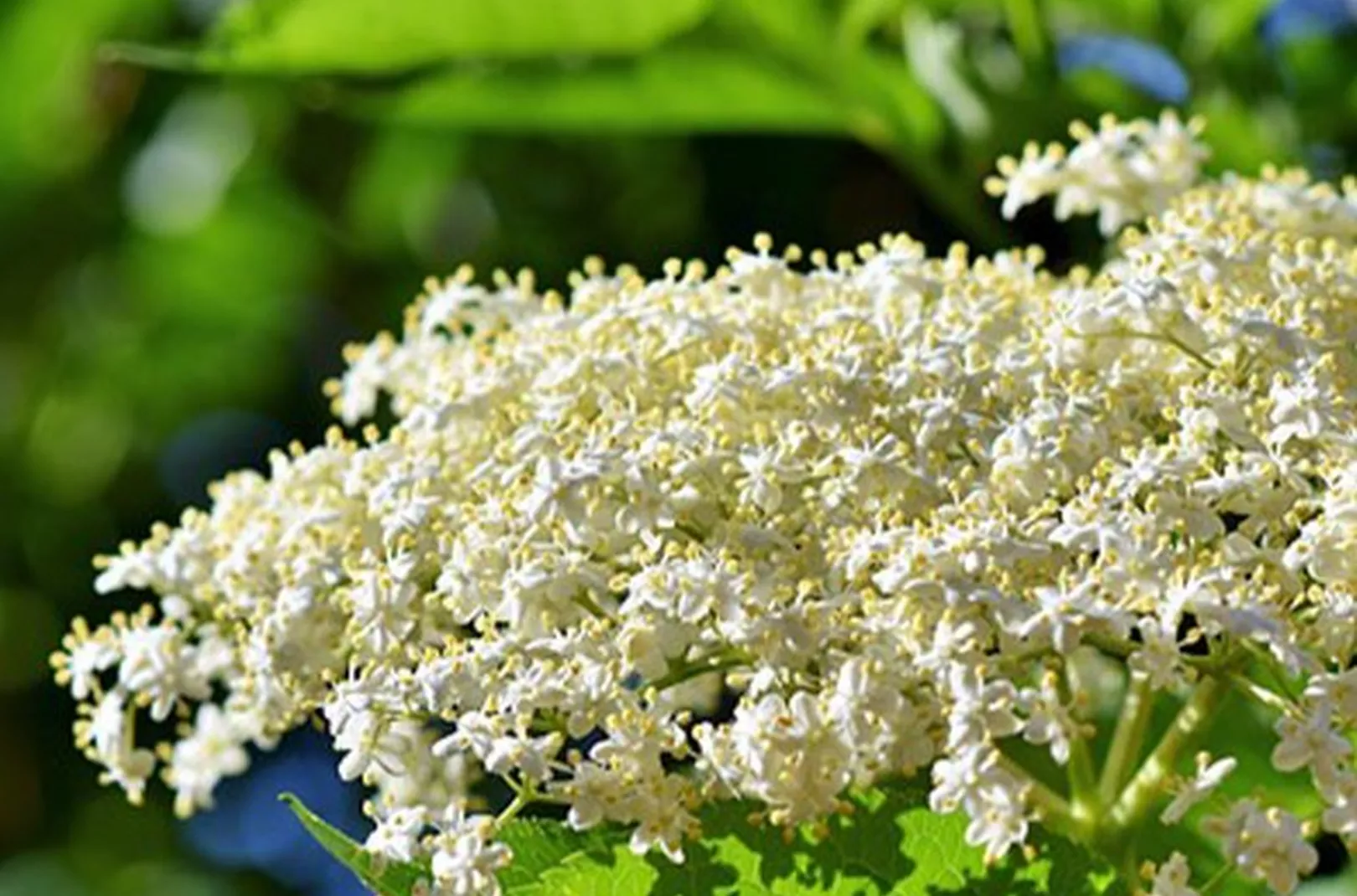 Elderflower growing in the summer months in the UK