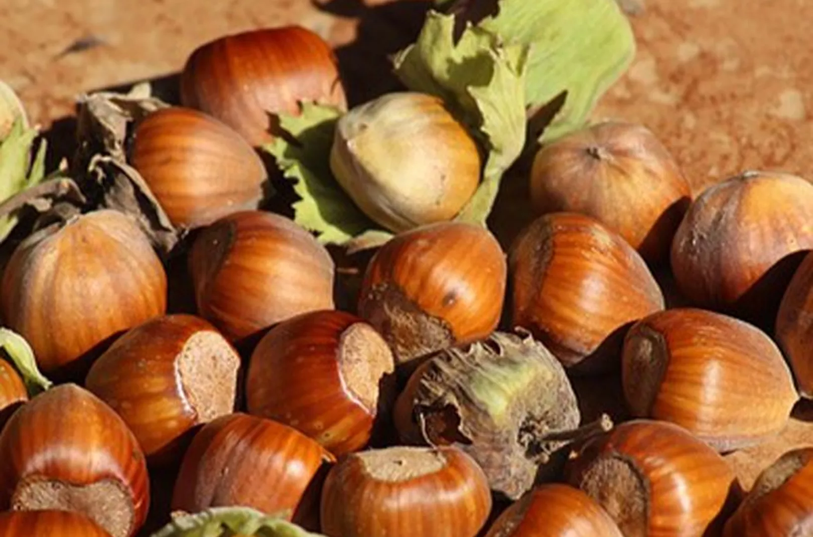 Ripe foraged Hazelnuts on a wooden chopping board
