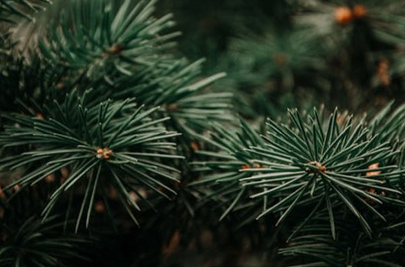 pine needles on a pine tree