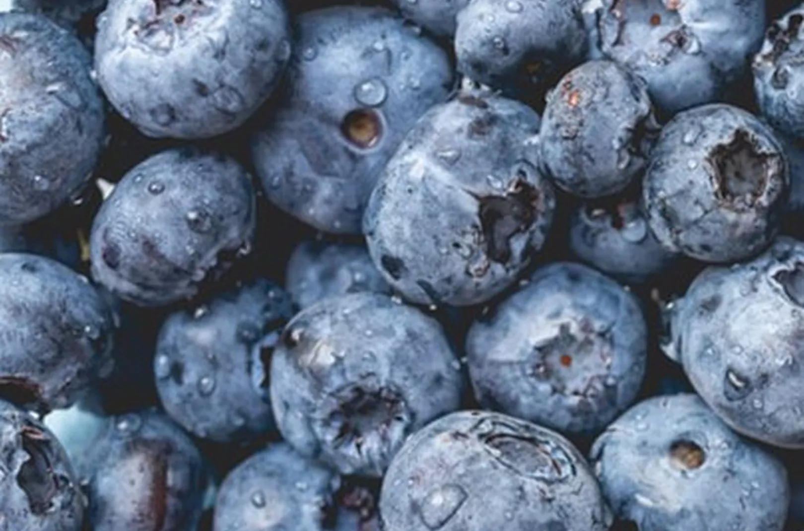 Bilberries on the stem of a plant growing in the UK