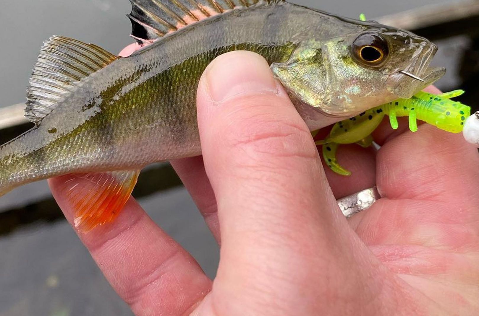 Angling Advice: Top Tips for Autumn Perch Fishing on Lures