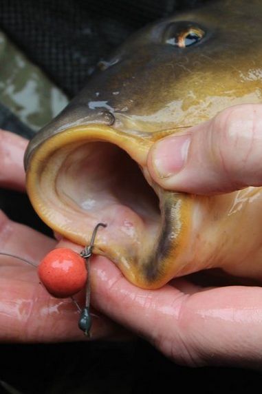 Angling Advice: Beginner's Guide to Carp Hooks