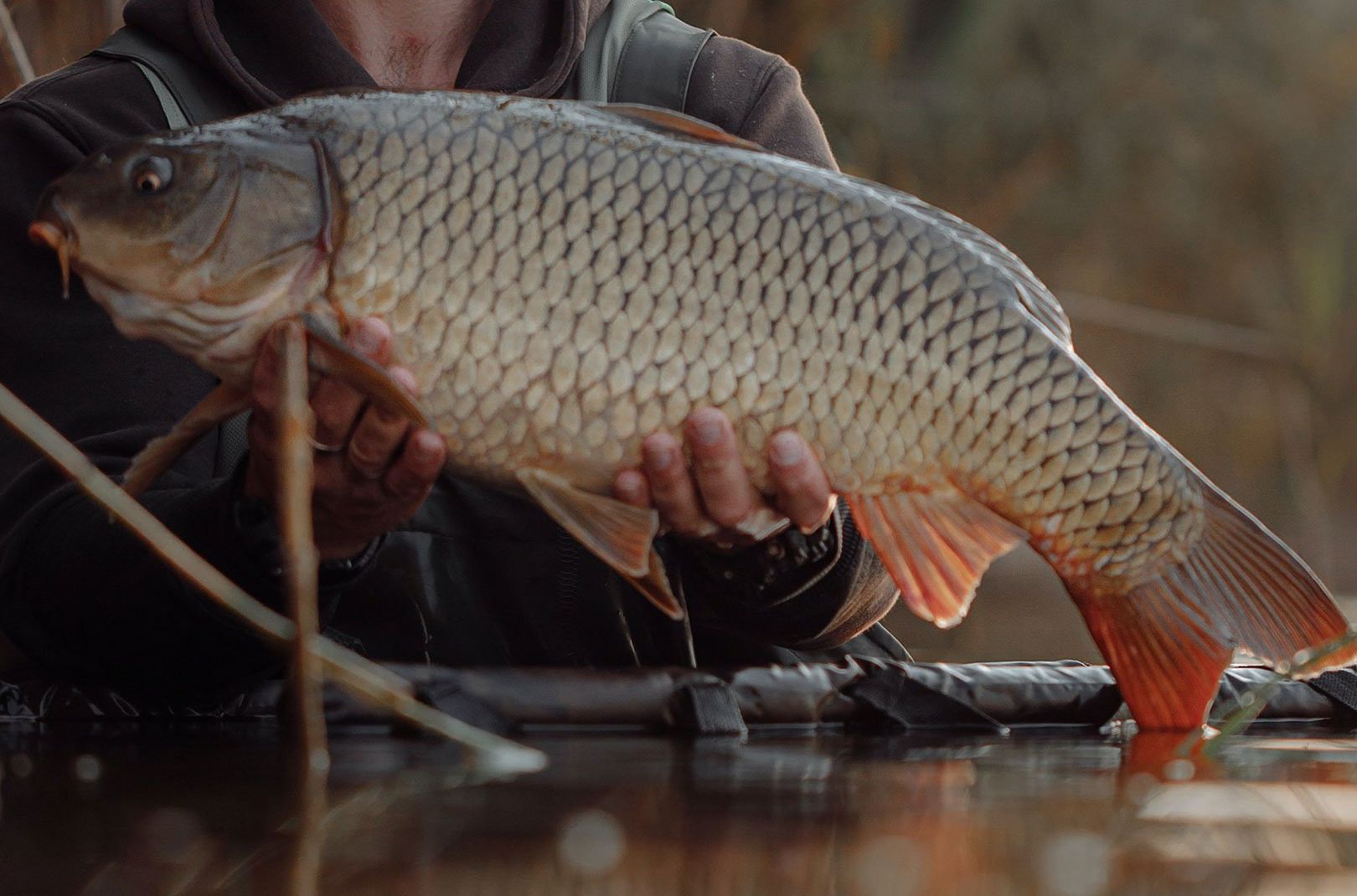 Angling Advice: Expert Guide to Carp Fishing