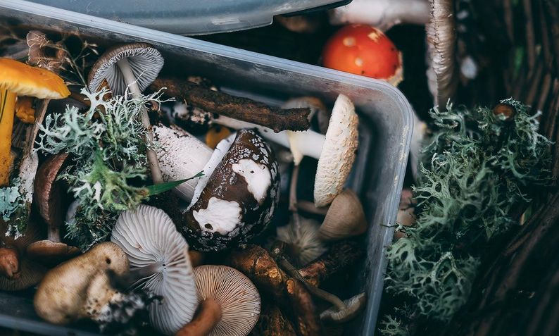 The Edible Outdoors | A Seasonal Guide to UK Foraging