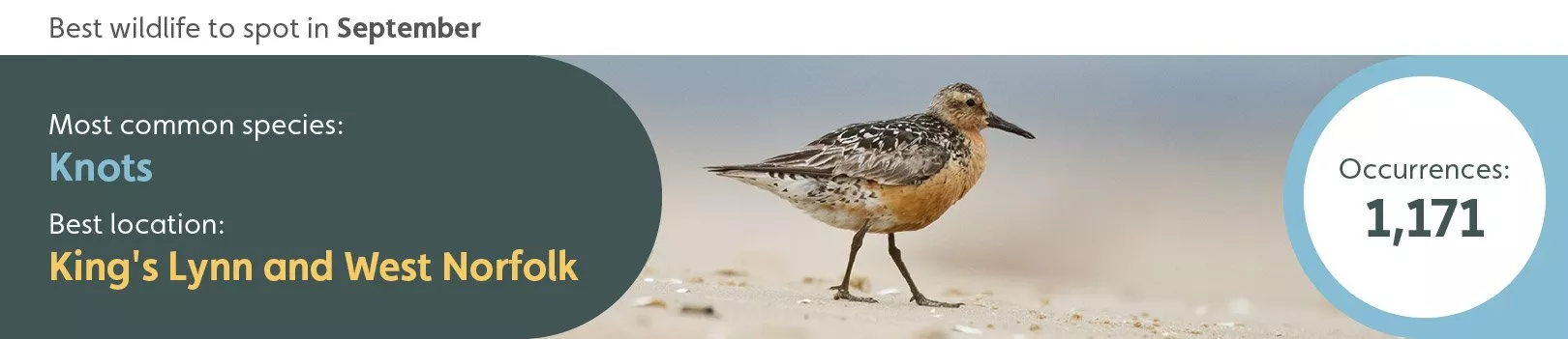 Best wildlife to spot in September