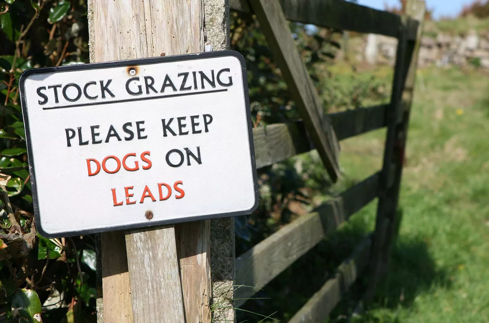 Countryside Dog Walking