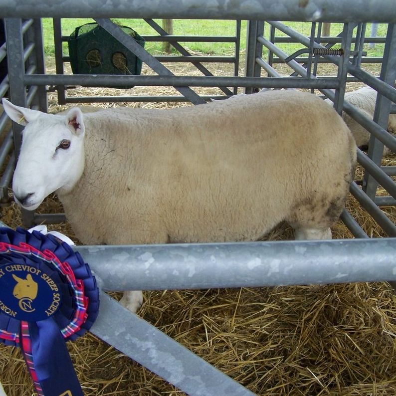 Agricultural Show Guide – What’s On In 2022
