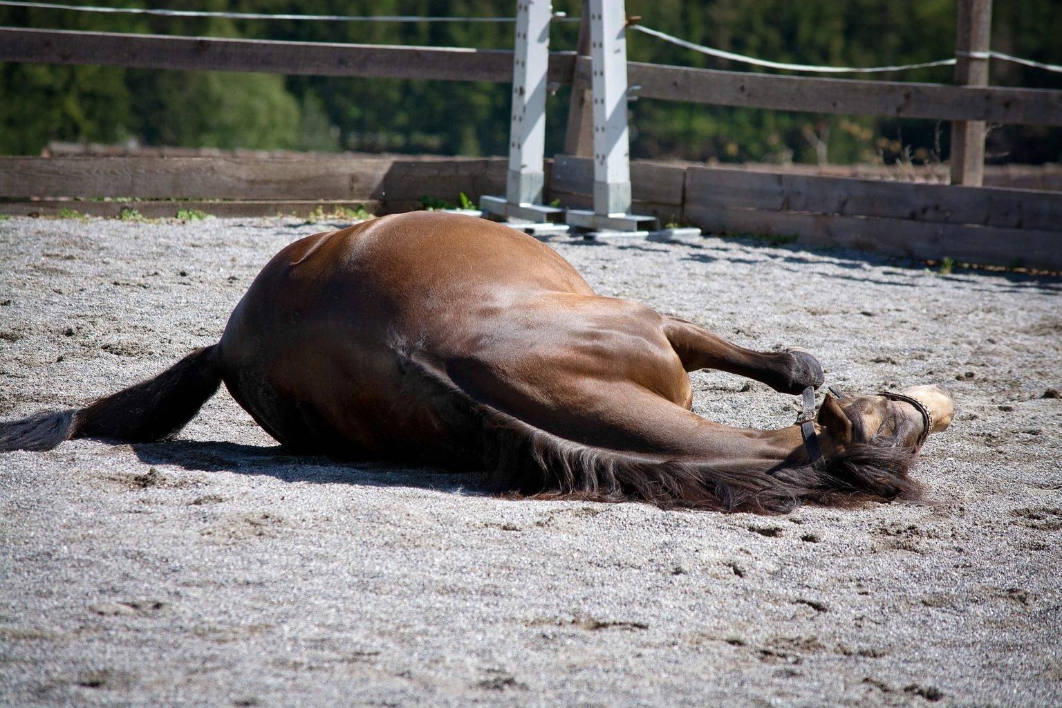 Colic In Horses Causes, Symptoms & Prevention Naylors Blog Naylors