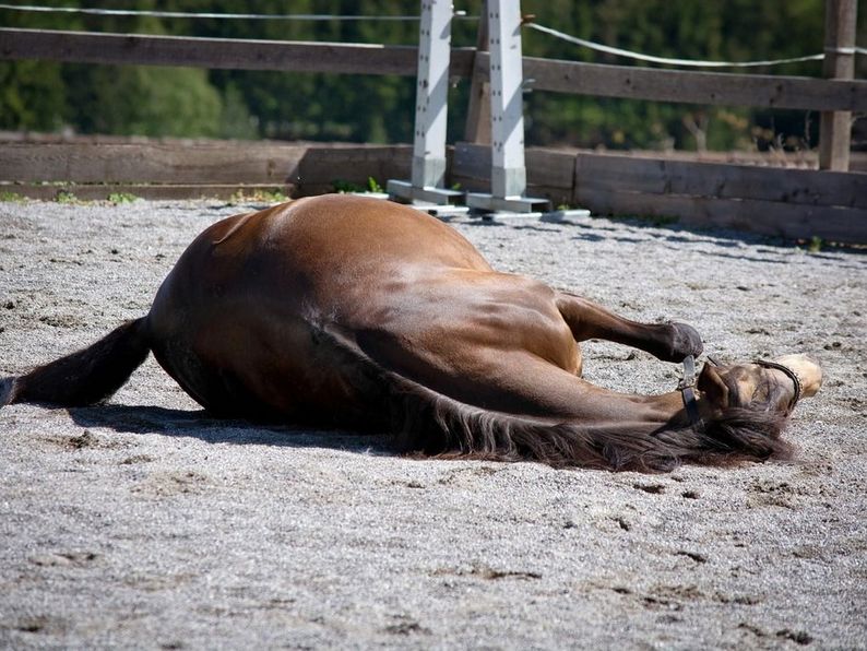 Colic In Horses – Causes, Symptoms & Prevention - What Is Colic?