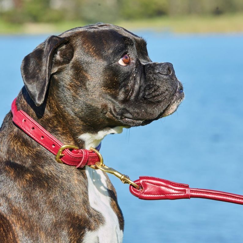 WeatherBeeta Rolled Leather Dog Collar & Lead