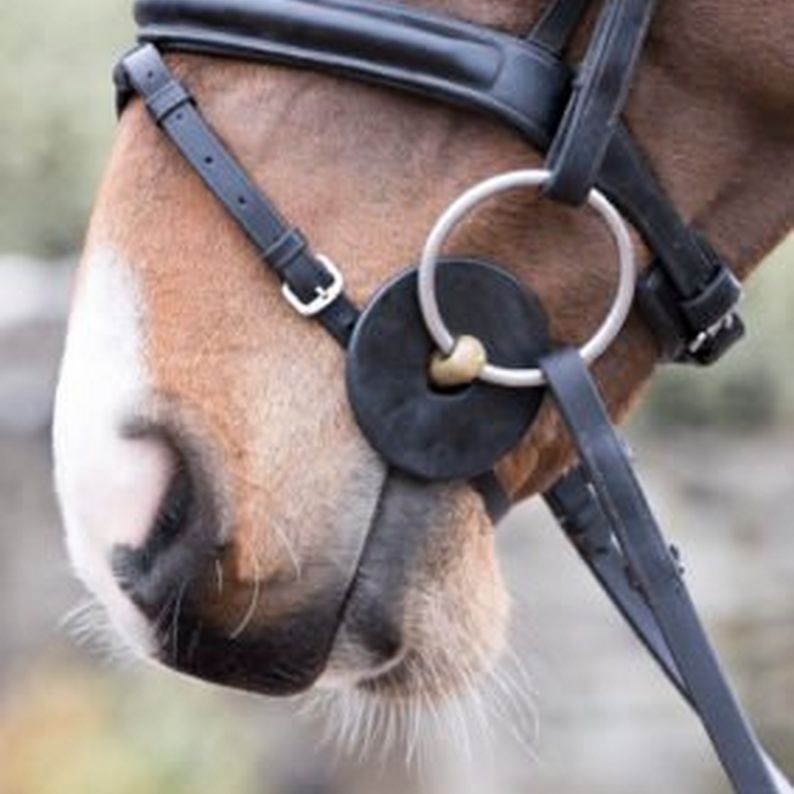 Equestrian Life Hacks You Need To Know!