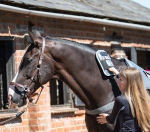 Equilibrium Massage Pad & Mitt