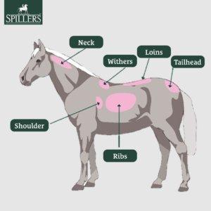 Body Condition Scoring