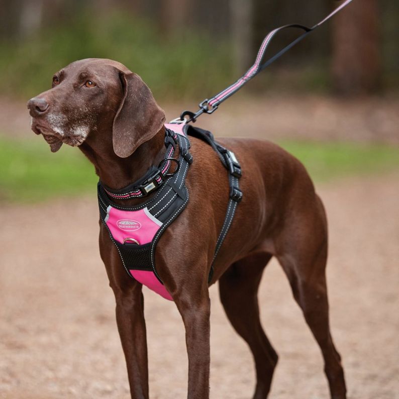 WeatherBeeta Reflective Dog Collar and Lead