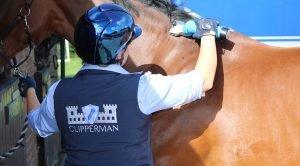 Horse Clipping Which Clip Is Right For Your Horse Naylors Blog