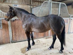 Horse Clipping Which Clip Is Right For Your Horse Naylors Blog