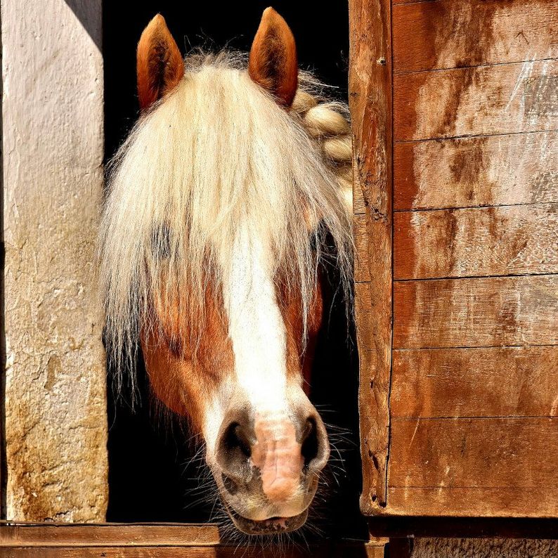 Horses and Fireworks – Prepare for Bonfire Night