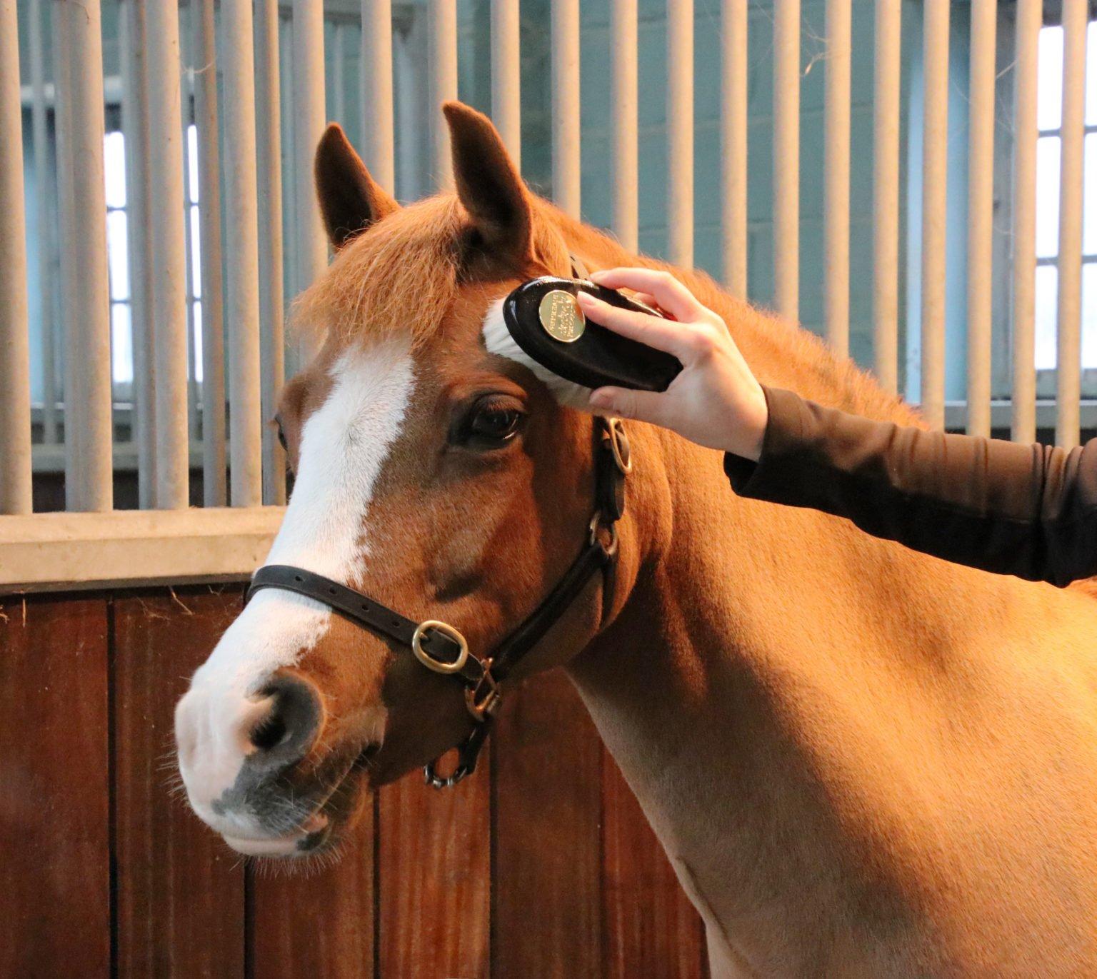 Horsey Half Term Boredom Busters Our Guide Naylors Blog Naylors