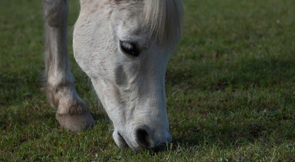 Spring Turnout – Your Questions Answered- Stress