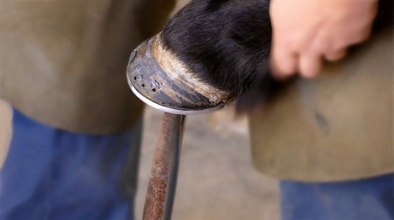 Spring Turnout – Your Questions Answered - Hoof Care