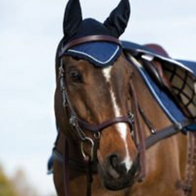 The Highway Code For Horse Riders - Saddlery