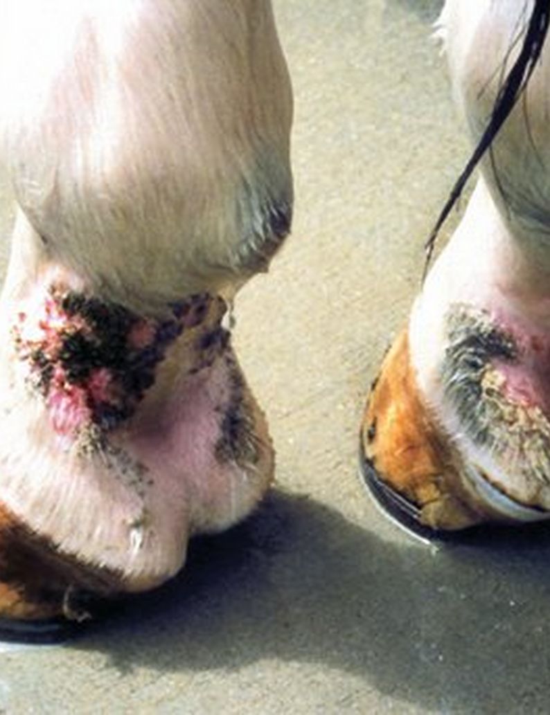 Mud Fever In Horses – Symptoms, Prevention & Treatment