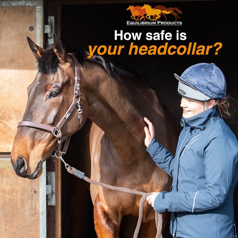 Equilibrium Stellar Headcollar and Leadrope