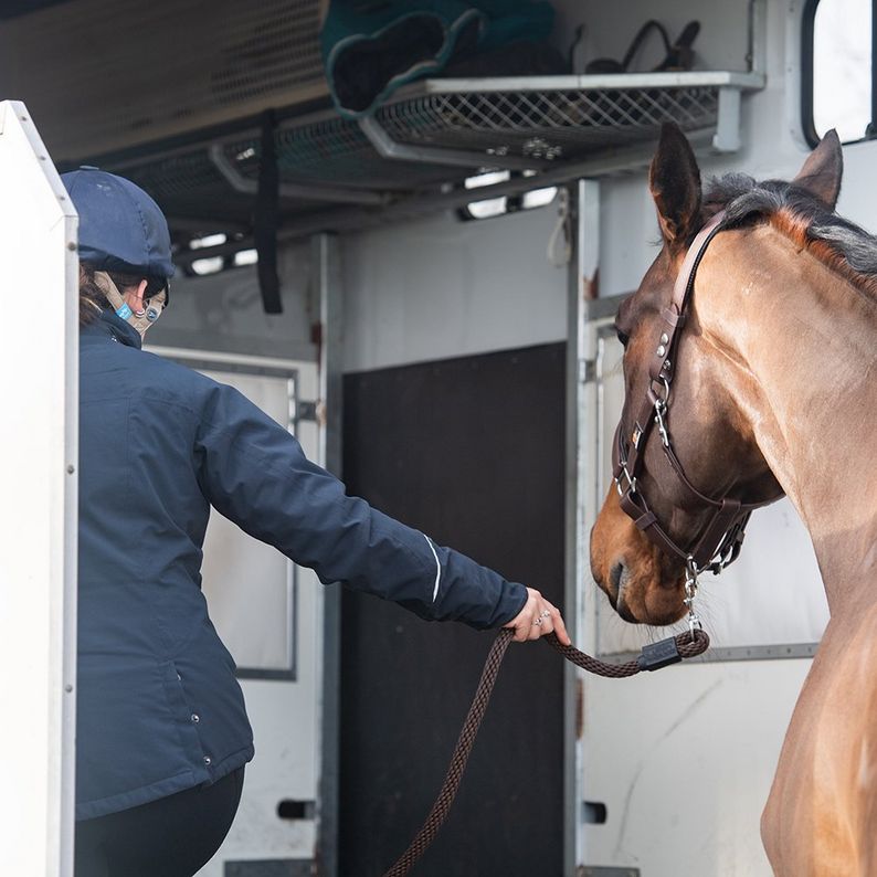 Equilibrium Stellar Headcollar