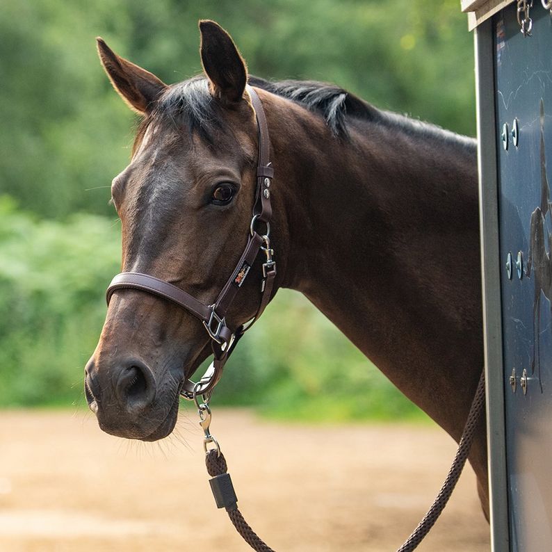 Equilibrium Stellar Headcollar