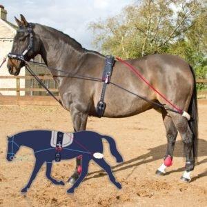 Lunging Systems The Truth About Training Aids Naylors Blog Naylors