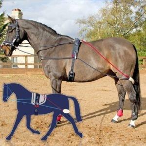 Lunging Systems The Truth About Training Aids Naylors Blog Naylors