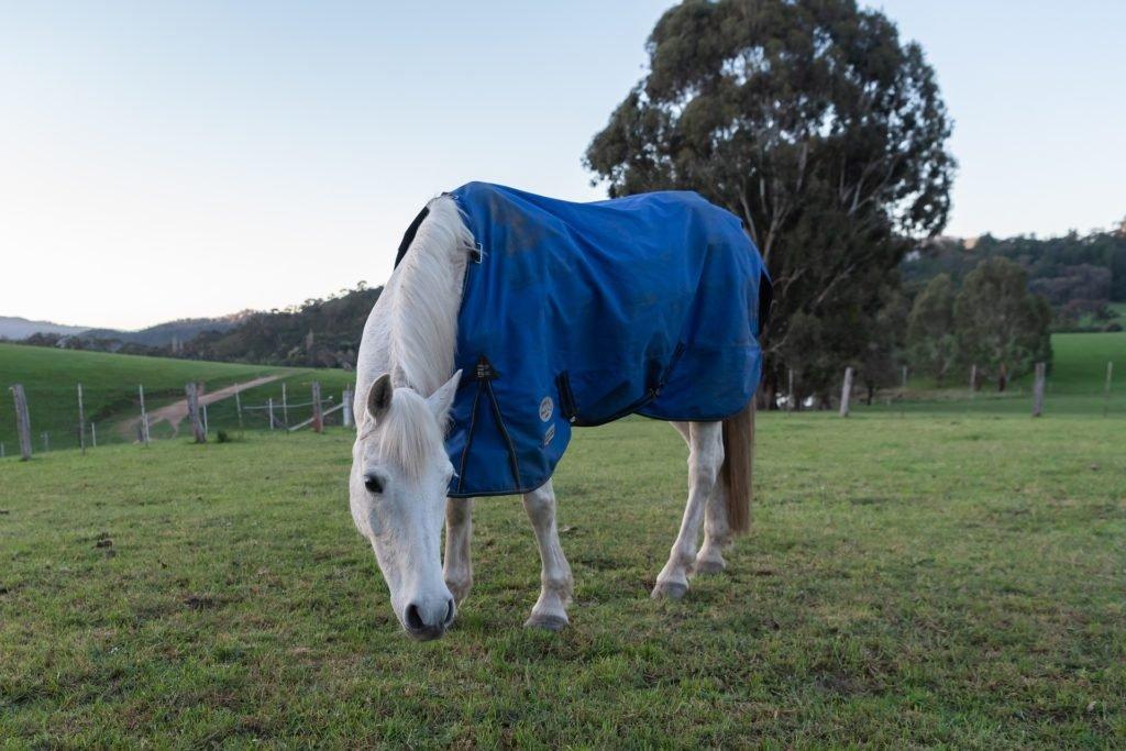Horse Rug