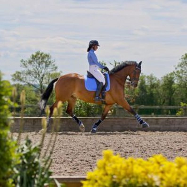 Colour Fusion Dressage Wraps