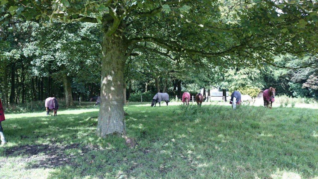 5 Tips for Summer Turnout for Horses