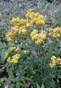 Ragwort
