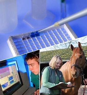 Baileys Horse Feeds Why they’ve got it in the bag! Naylors Blog