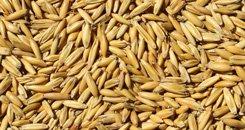Oats