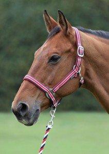 Bridleway Velvet Padded Headcollar
