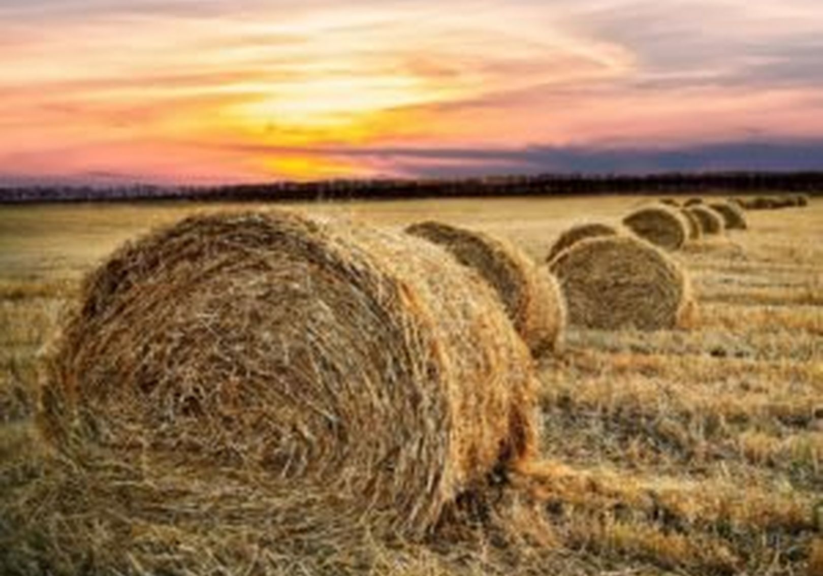 Changing Feed - Hay and Haylage