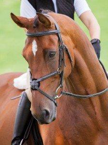 Correctly Fitting Tack and Why It’s Important Naylors Blog Naylors