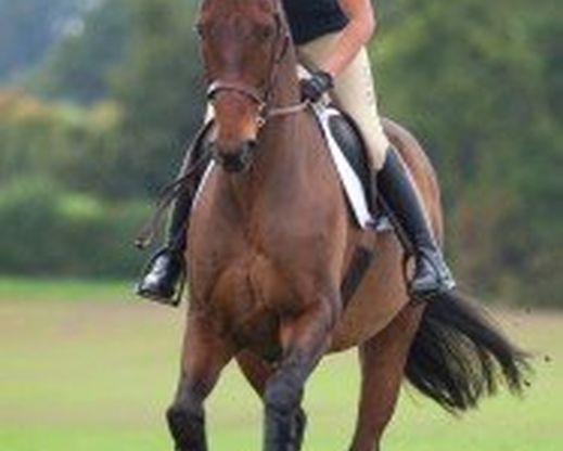 Horse Riding – Just How Good Is Horse Riding For Our Health?