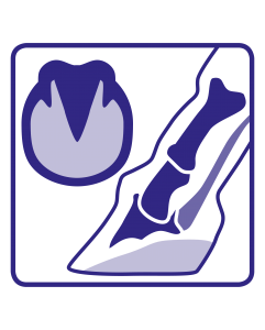 Hoof Health